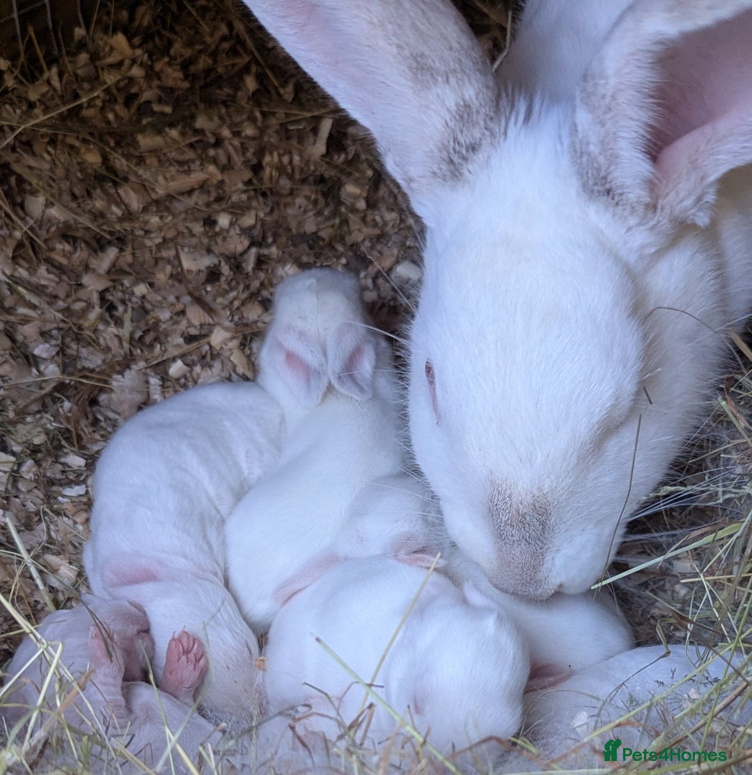 New Zealand rabbits for sale: Beautiful New Zealand Rabbits - Image 1