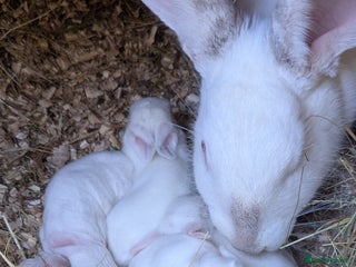 New Zealand rabbits for sale - Advert 1