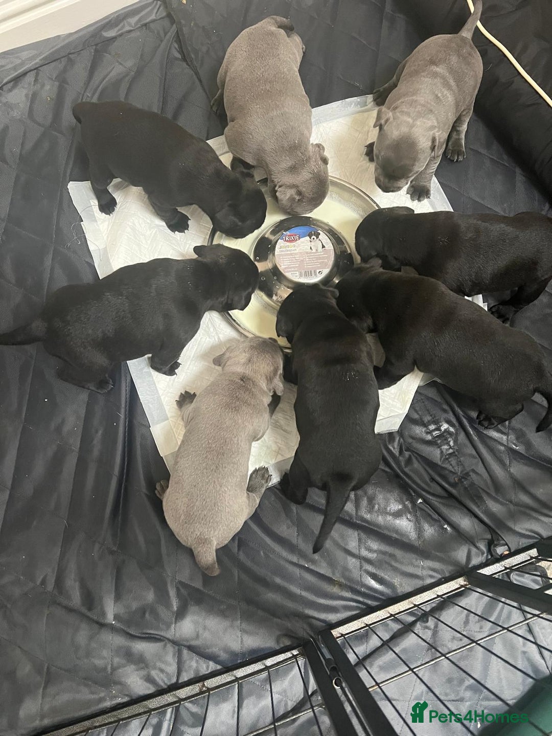 Staffordshire Bull Terrier dogs for sale: Staffordshire Bull Terrier pups - Image 1