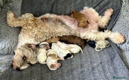 Mixed Breed dogs for sale:  Fab❤️Ttoodle Tibetan terrier x Miniature Poodle - Image 2
