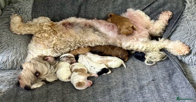 Mixed Breed dogs - Advert 9