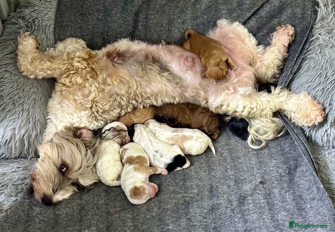 Mixed Breed dogs for sale:  Fab❤️Ttoodle Tibetan terrier x Miniature Poodle - Image 2