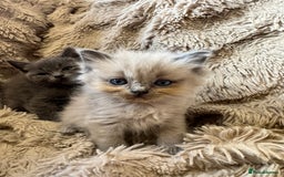 Mixed Breed cats for sale: Blue British Shorthair x Mink Blue Point Ragdoll - Image 2