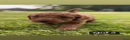 Miniature Poodle dogs for sale: KC Registered Deep Red Miniature Poodle Puppies in Ashbourne - Advert 6