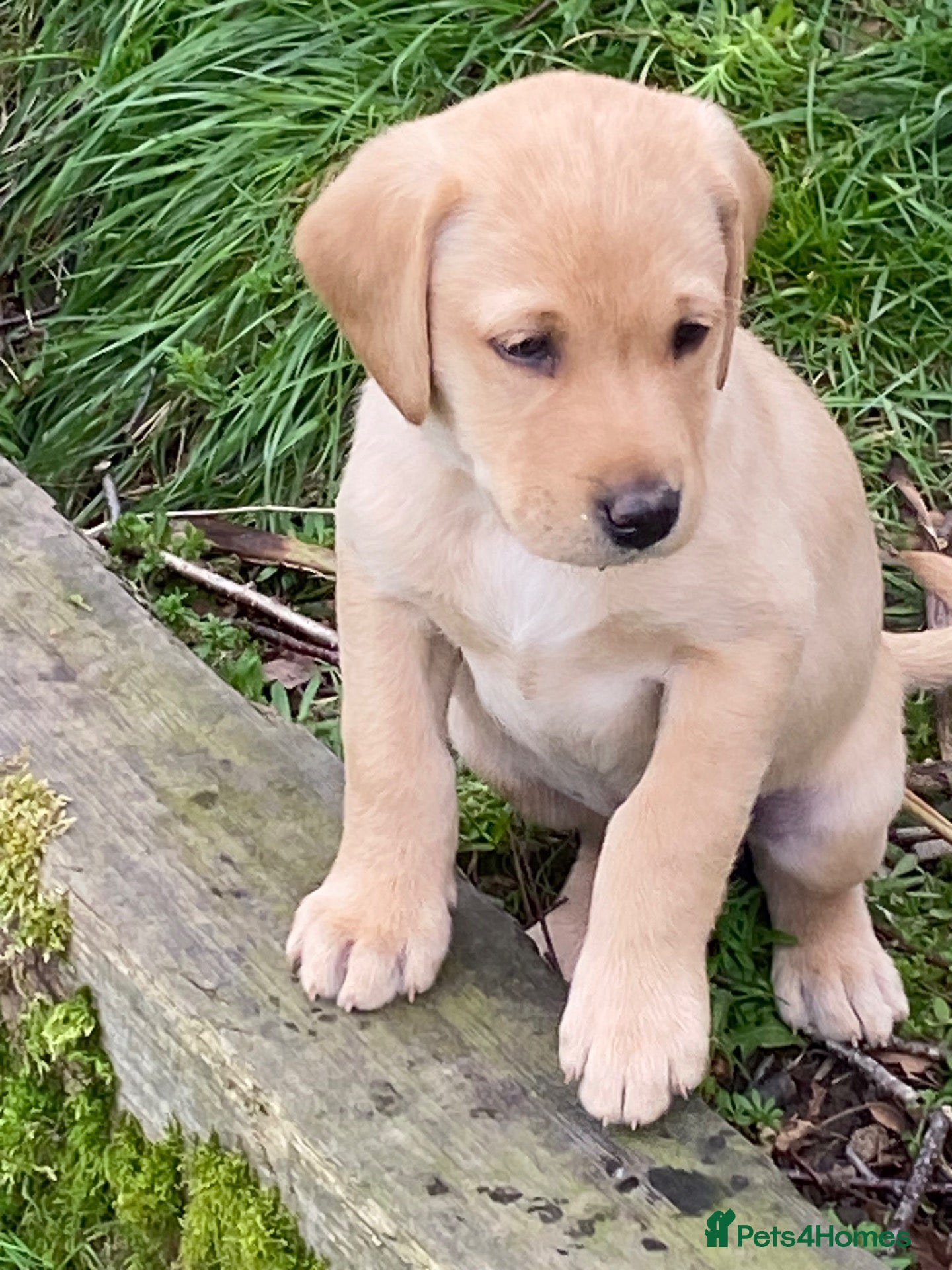 Labrador Retriever dogs STUNNING LABRADOR PUPPIES  - Advert 1
