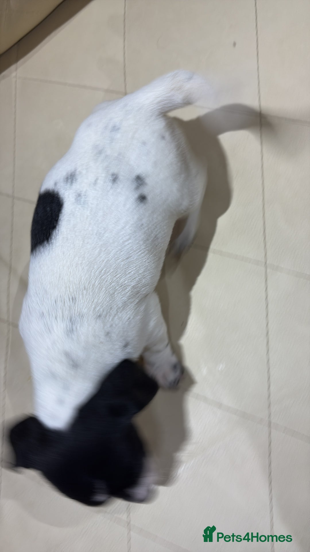 Jack Russell dogs for sale: Jack Russell - Advert 15