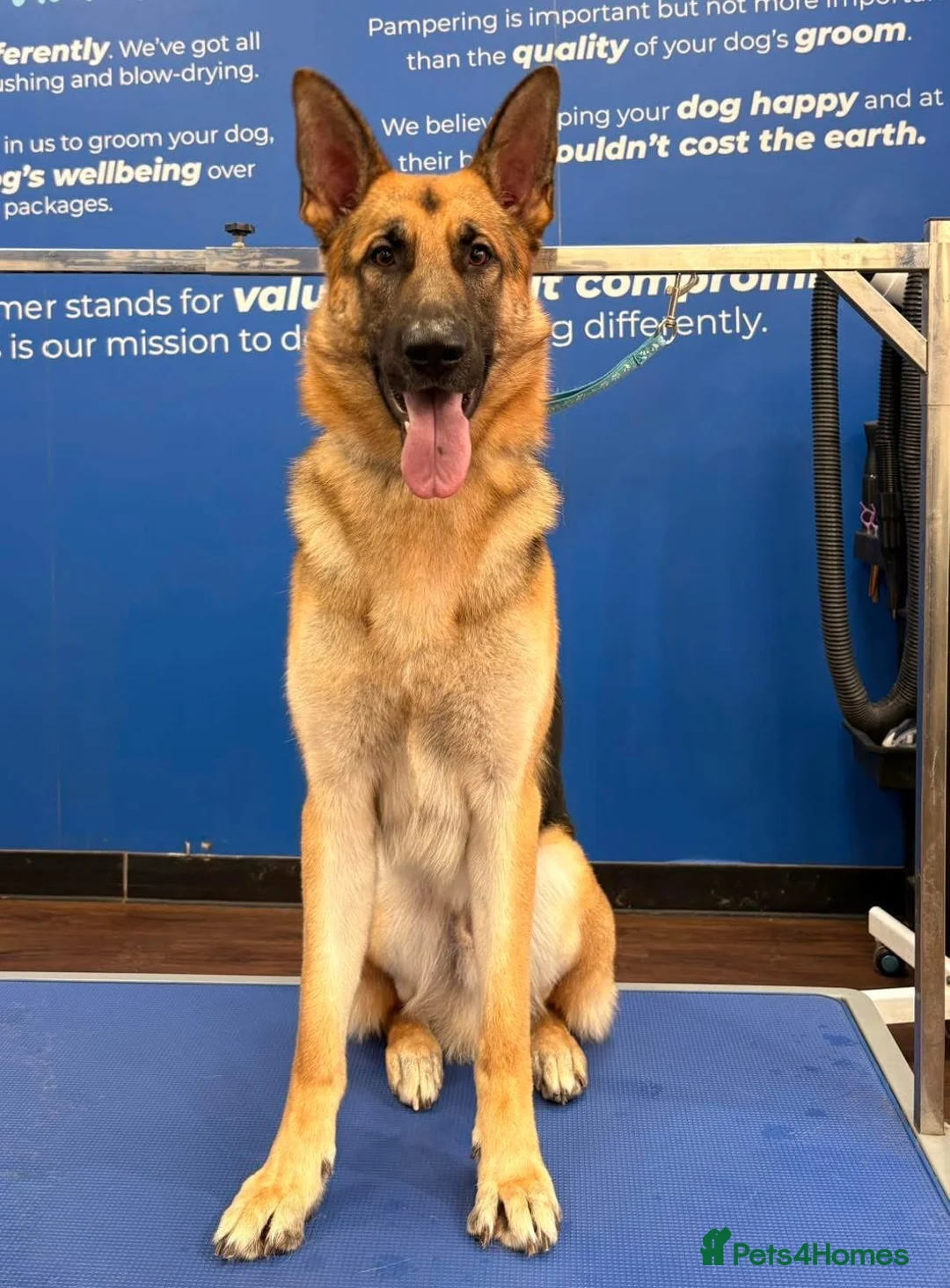 German Shepherd dogs for sale: German shepherd  in Cannock - Advert 2