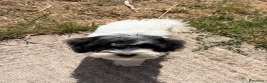 Havapoo 2