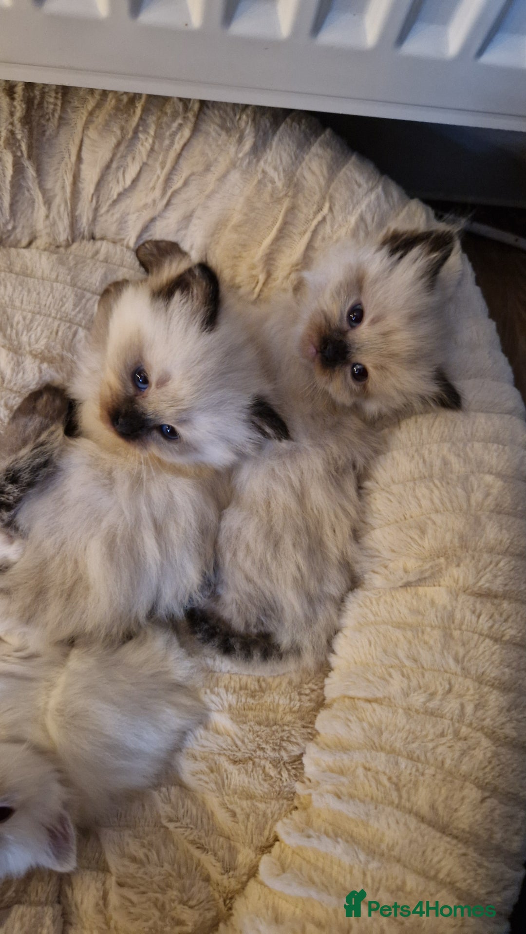 Ragdoll cats for sale: Ragdoll kittens - Advert 8