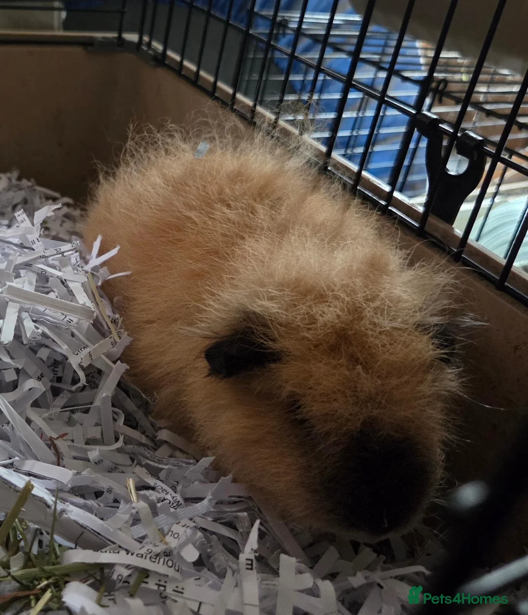 Guinea Pig rodents for sale: Pair of Abyssinian and a texal for sale  - Advert 4