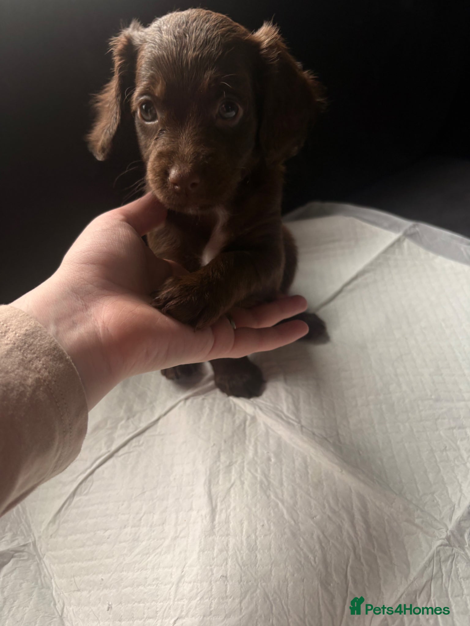 Cockapoo dogs for sale: F1B Cockapoo Puppies 💜🩵 - Advert 1