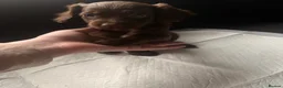 Cockapoo dogs for sale: F1B Cockapoo Puppies 💜🩵 - Advert 1