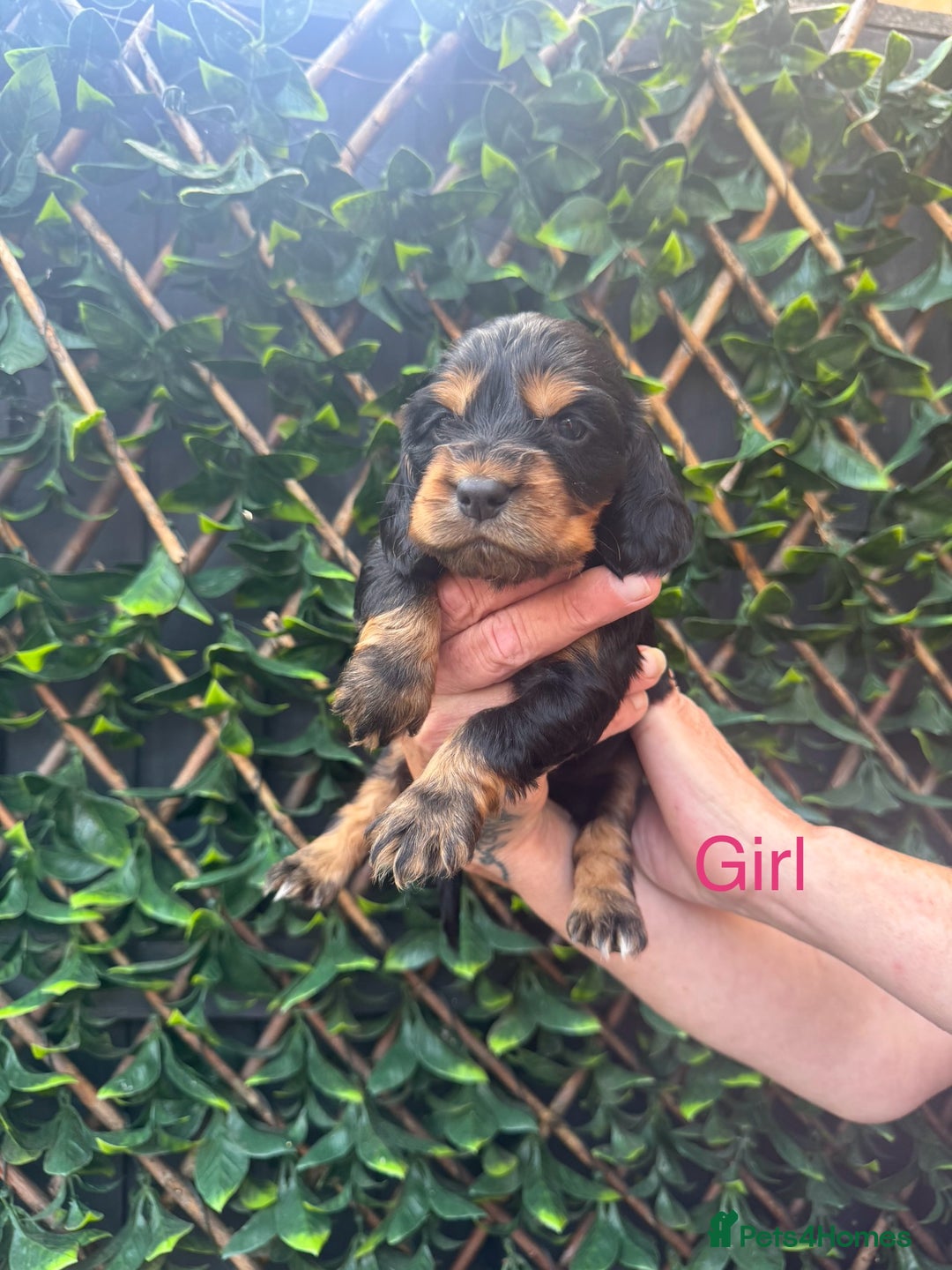 Cocker Spaniel dogs for sale: 🌟 STUNNING SHOW TYPE COCKERSPANIELS 🌟  - Image 7