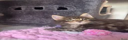 Maine Coon cats for sale: Stunning TICA Registered Mainecoons - Advert 11