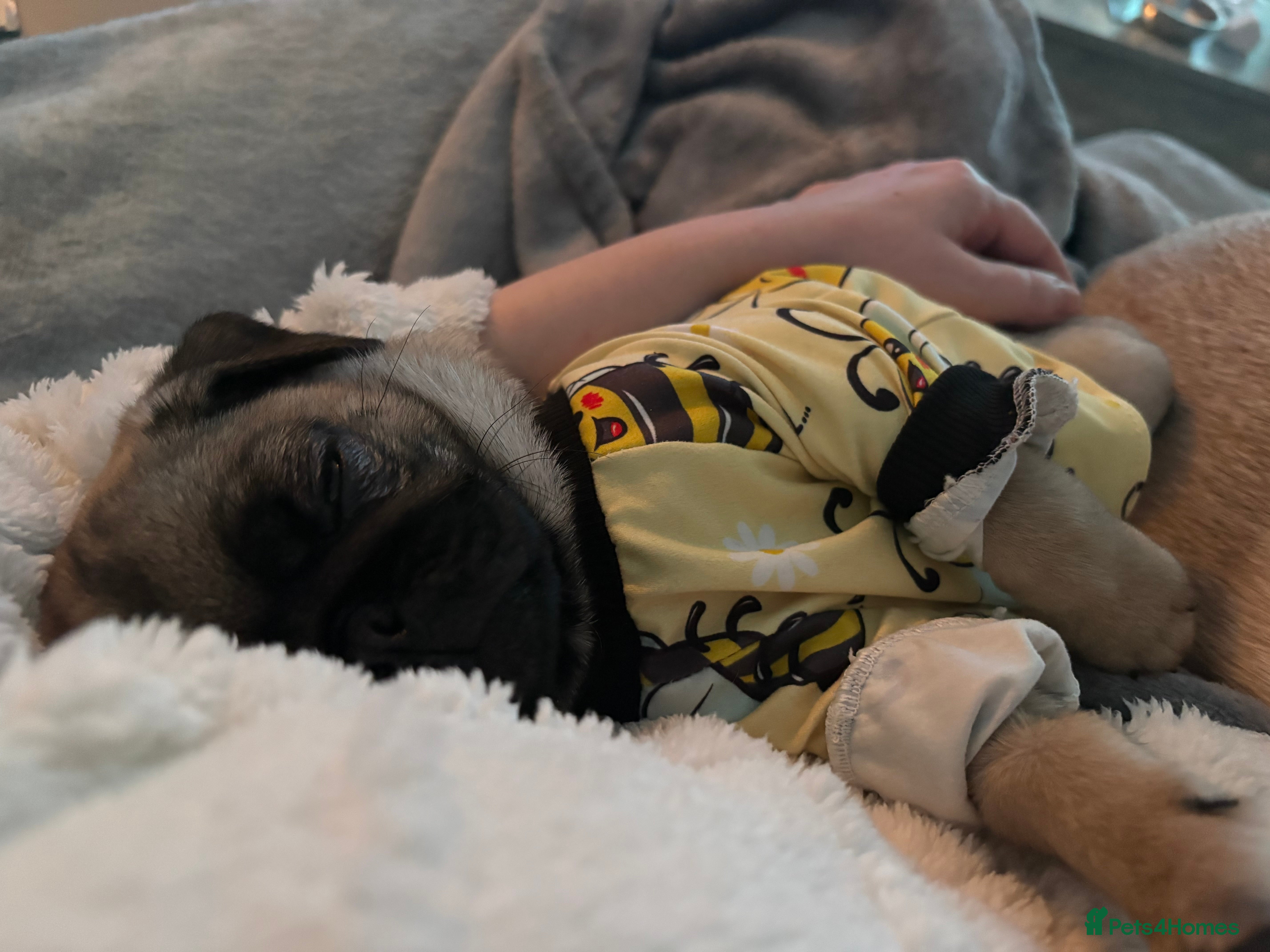 Pug dogs Kiki pug female - Advert 7