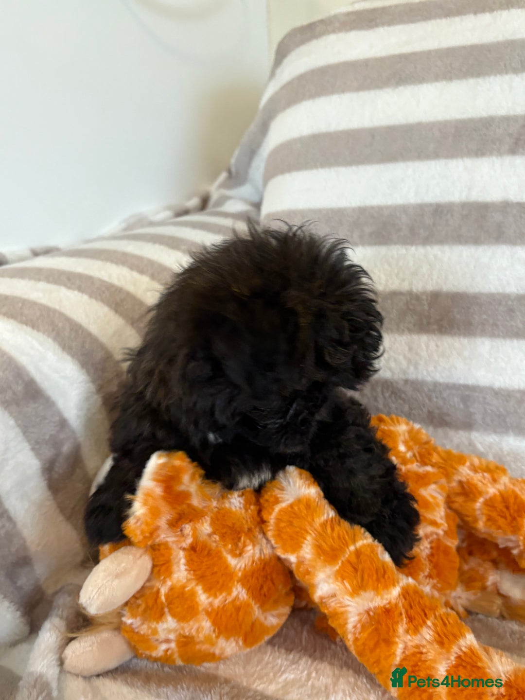 Shihpoo dogs for sale: Shih Tzu X poodle X Shihpoo - Image 7