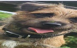 Border Terrier dogs for sale: Emily  - Image 5