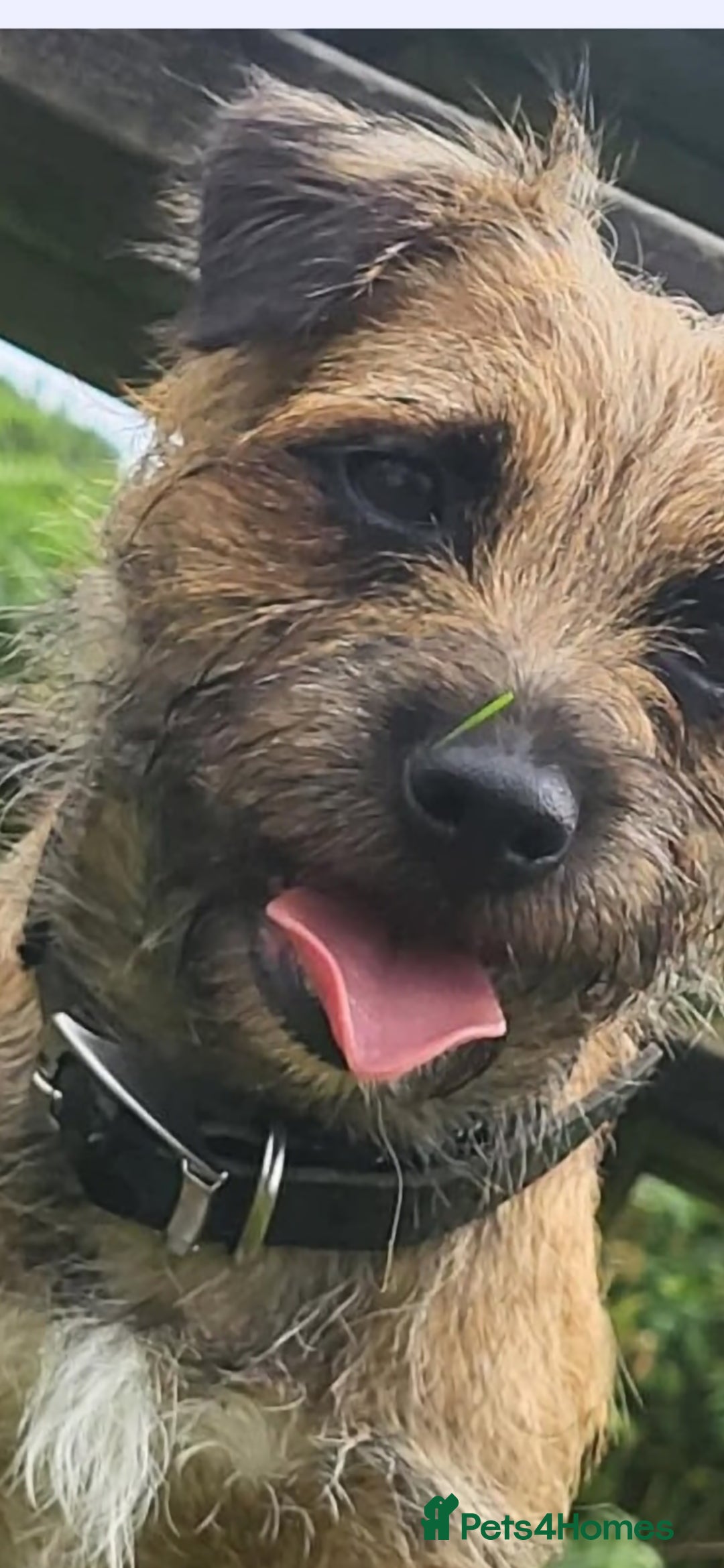 Border Terrier dogs for sale: Emily  - Image 5