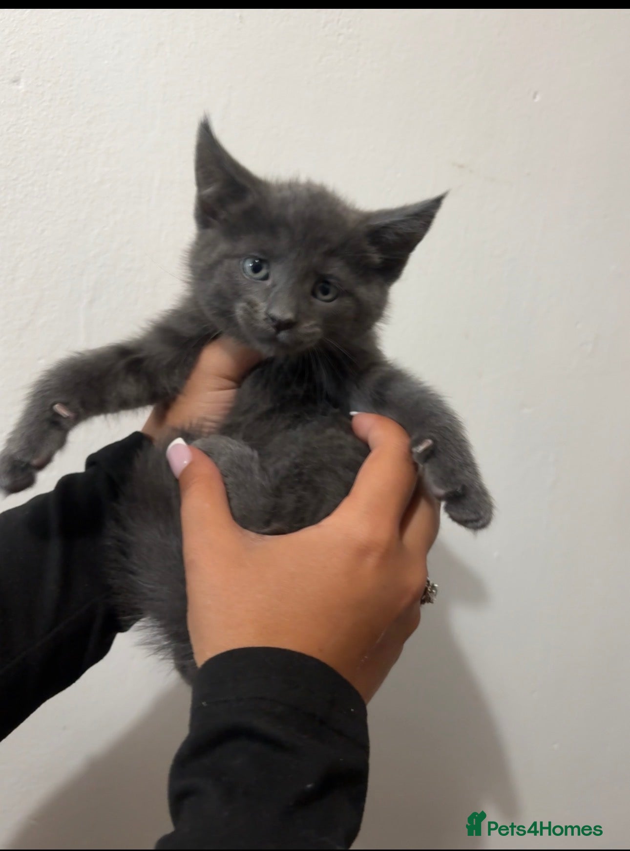Maine Coon cats Beautiful litter of 7 maincoon kittens  - Advert 9
