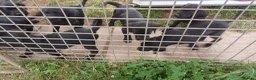 Labrador Retriever dogs for sale: KC REGISTERED BLACK LABRADOR PUPS FOR SALE - Advert 12