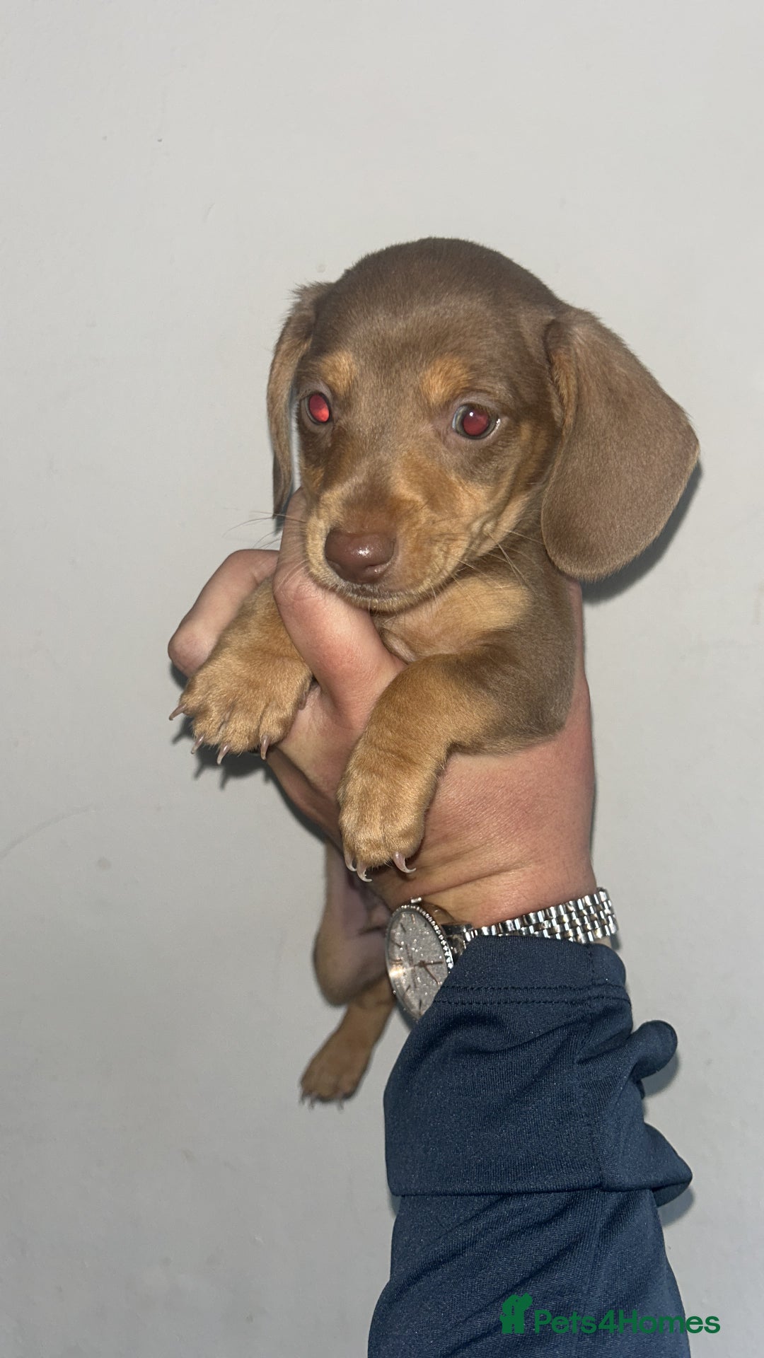 Dachshund dogs for sale: 🐾Dachshund puppies for sale 🐾 - Image 4