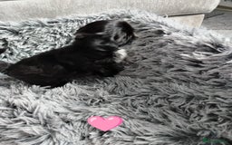Shih Tzu dogs for sale: Imperial shi tzu babies  - Image 18