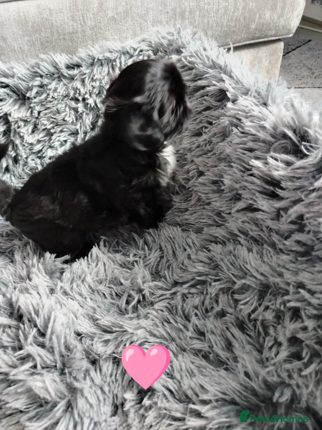 Shih Tzu dogs for sale: Imperial shi tzu babies  - Image 18