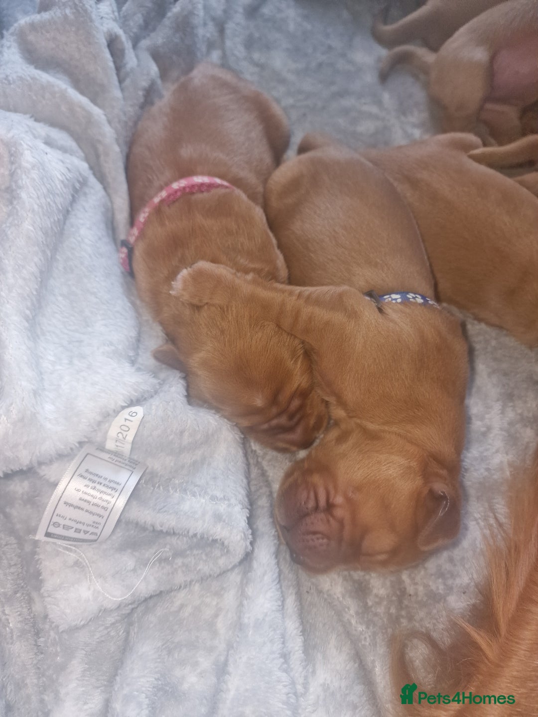 Golden Retriever dogs for sale: Beautiful KC-Registered Golden Retriever Puppies - Advert 20