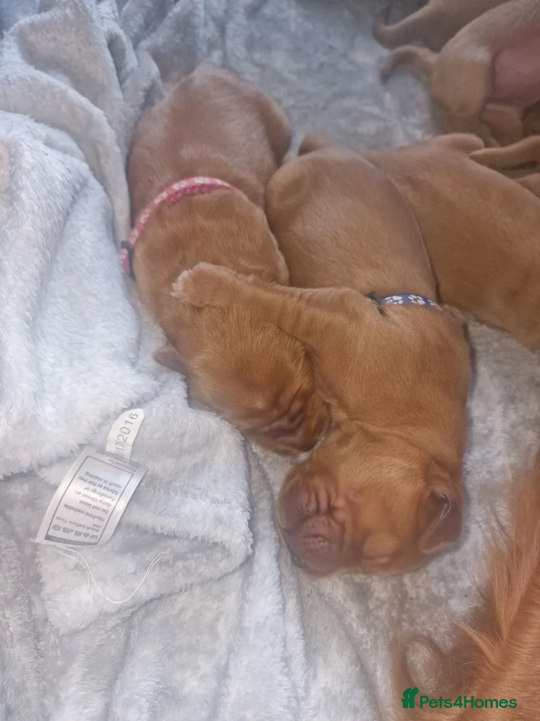 Golden Retriever dogs for sale: Beautiful KC-Registered Golden Retriever Puppies - Advert 18