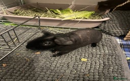 Guinea Pig rodents for sale: adorable guinea + skinny pig! - Image 1