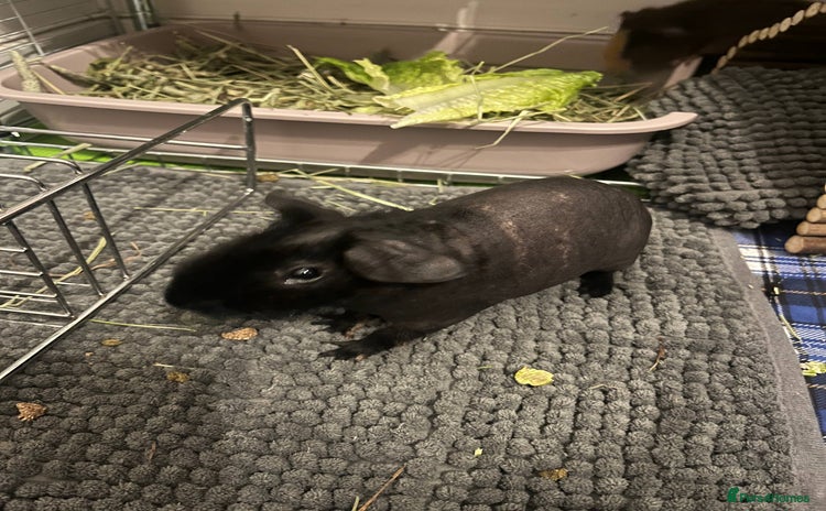 Guinea Pig rodents - Advert 2
