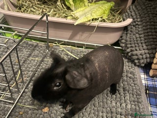 Guinea Pig rodents - Advert 15