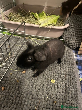 Guinea Pig rodents - Advert 10