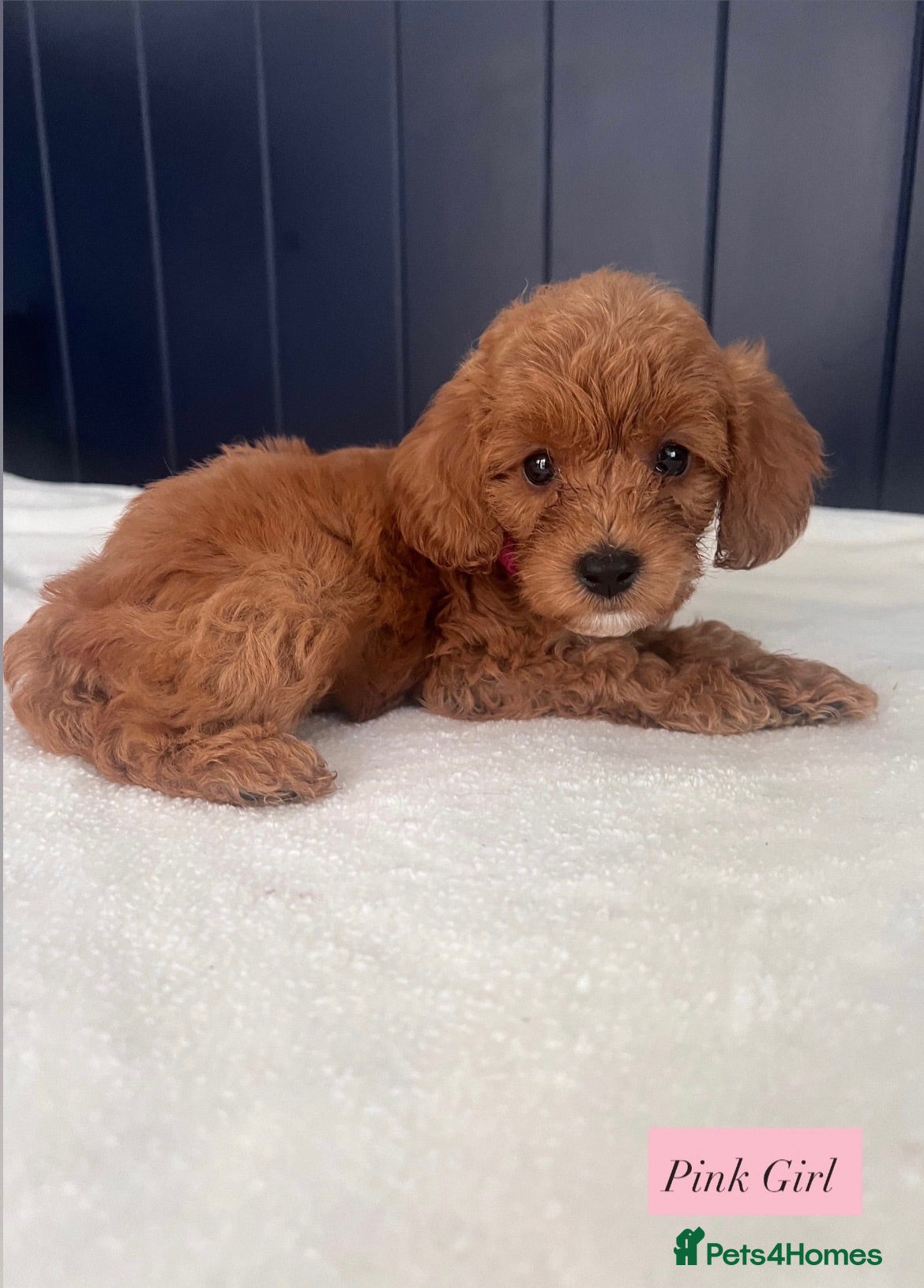Cavapoo dogs Beautiful Cavapoo Puppies  - Advert 4