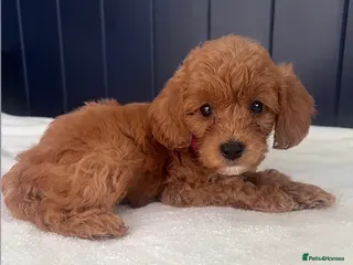 Cavapoo dogs Beautiful Cavapoo Puppies - Advert 1