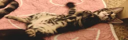 Mixed Breed cats for sale: Beautiful half Bengal kittens available - Advert 2