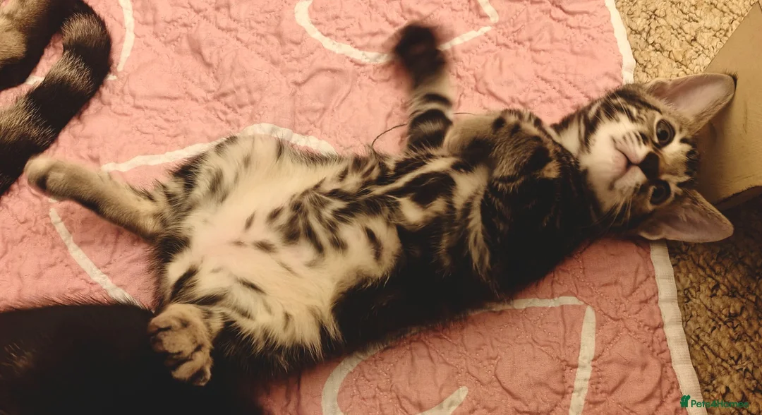 Mixed Breed cats for sale: Beautiful half Bengal kittens available - Advert 2