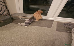 Mixed Breed dogs for sale: Gorgeous puppies for sale - Advert 31