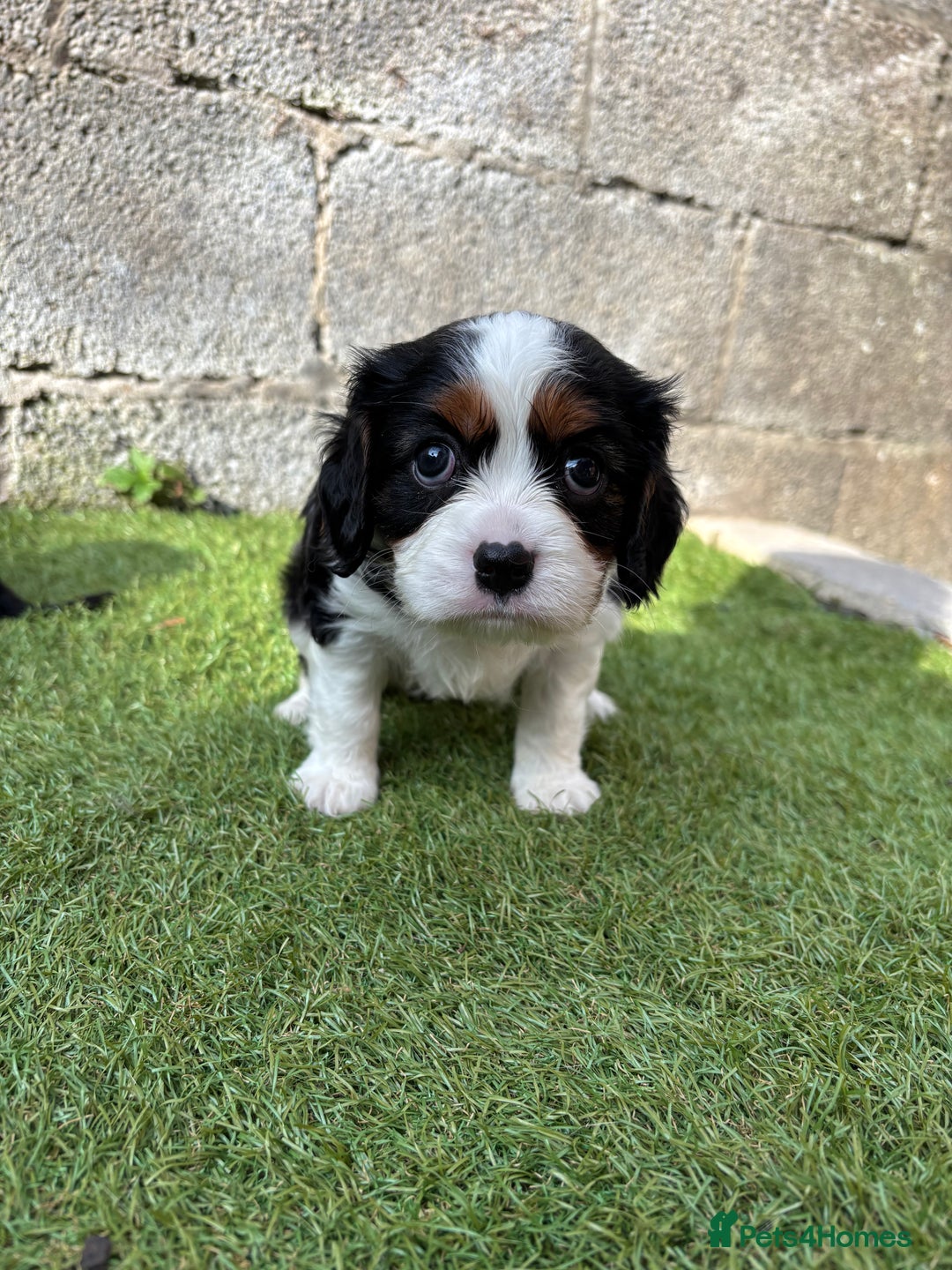 Cavalier King Charles Spaniel dogs for sale: Gorgeous cavalier puppies  - Image 14