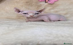 Dwelf cats for sale: Dwelf Sphynx girl bominant odd eyes  - Image 2