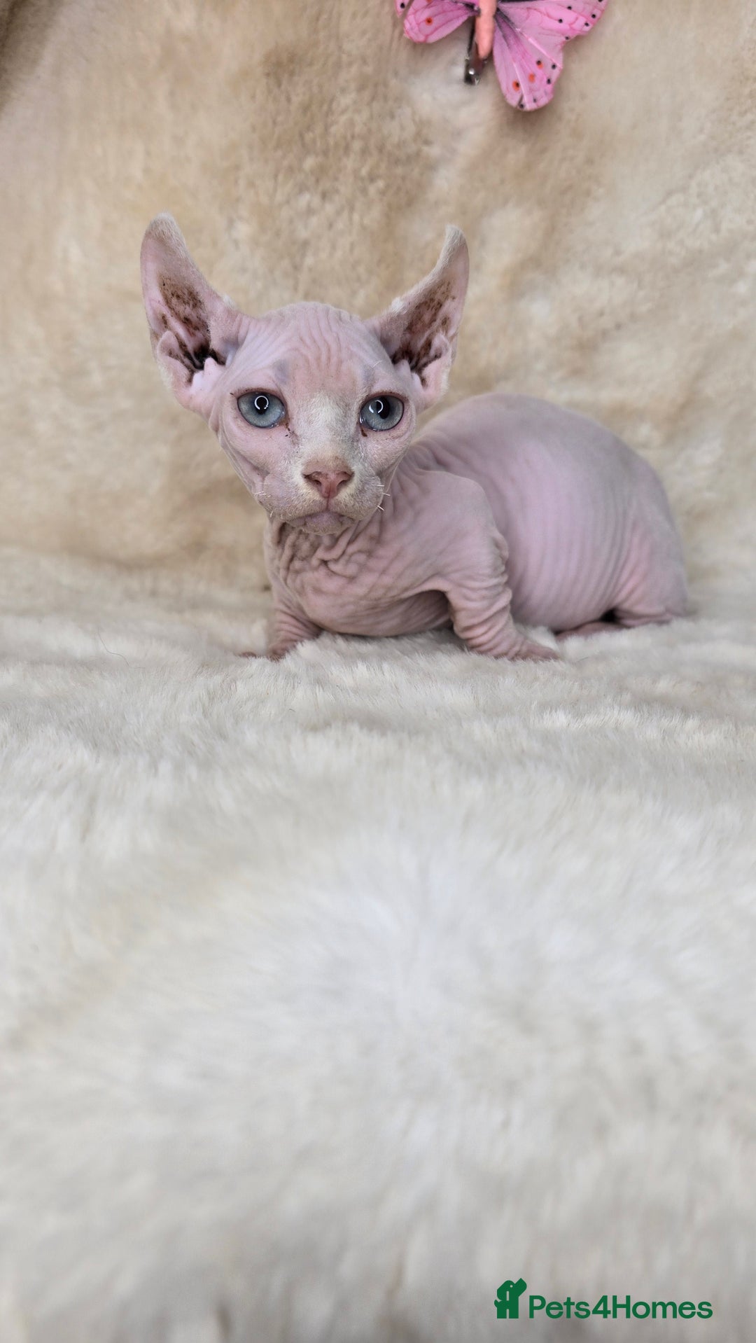 Dwelf cats for sale: Dwelf Sphynx girl bominant odd eyes  - Image 2