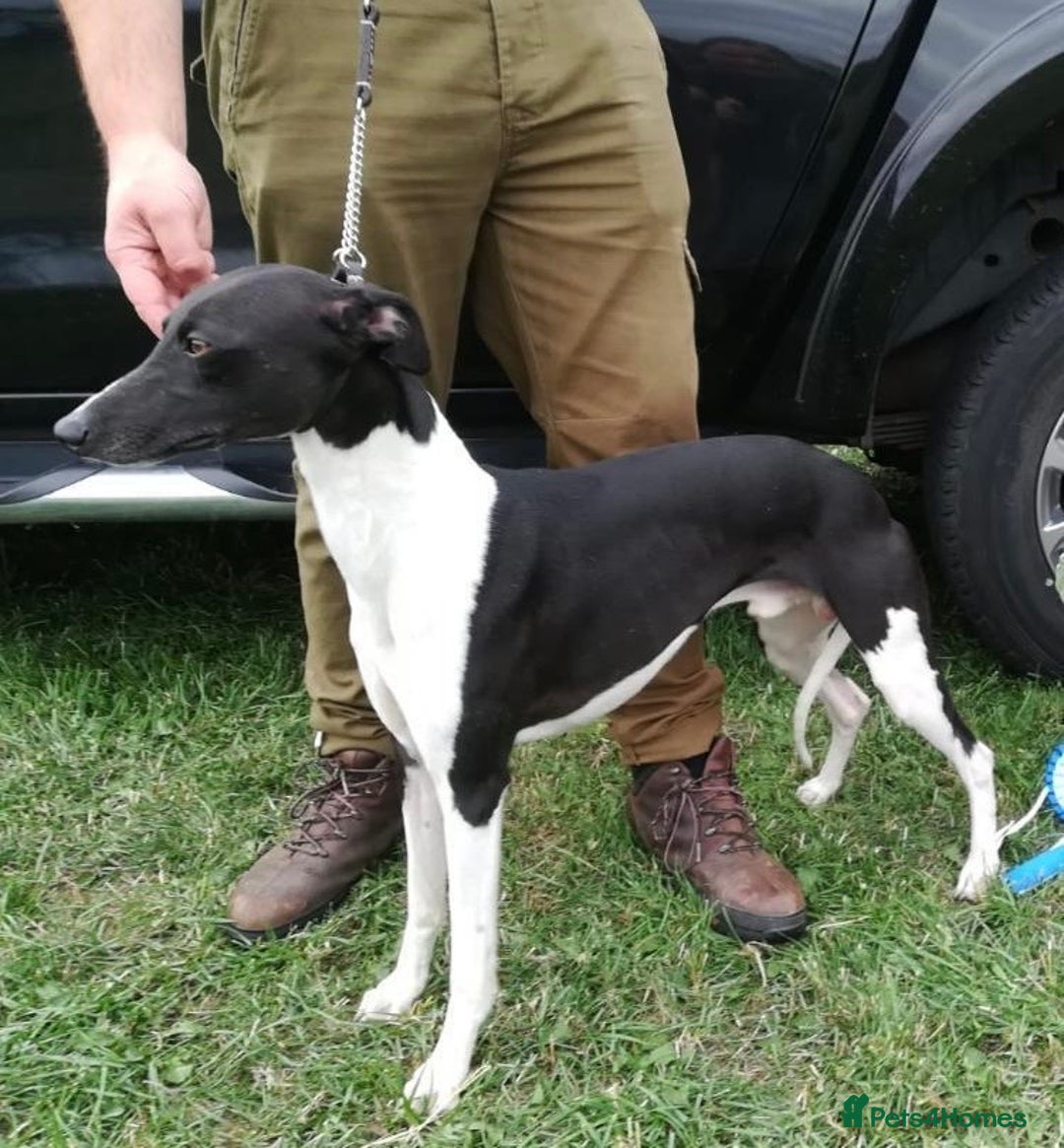 Whippet dogs for sale: 6 Stunning KC Pedigree Whippet Puppies - Image 23