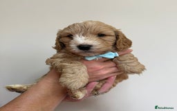 Cockapoo dogs for sale: F1 Cockerpoo's  - Image 13
