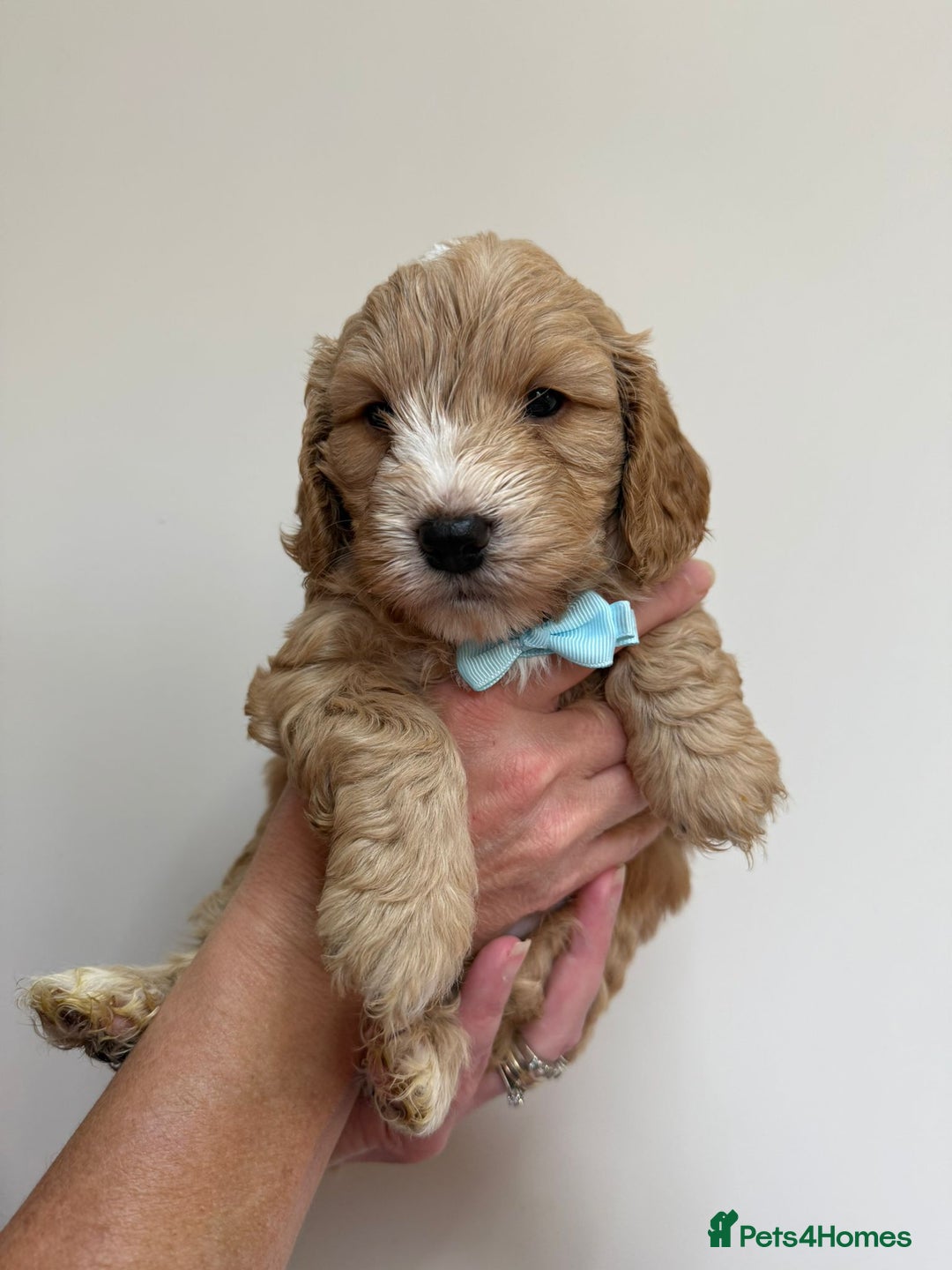 Cockapoo dogs for sale: F1 Cockerpoo's  - Image 13
