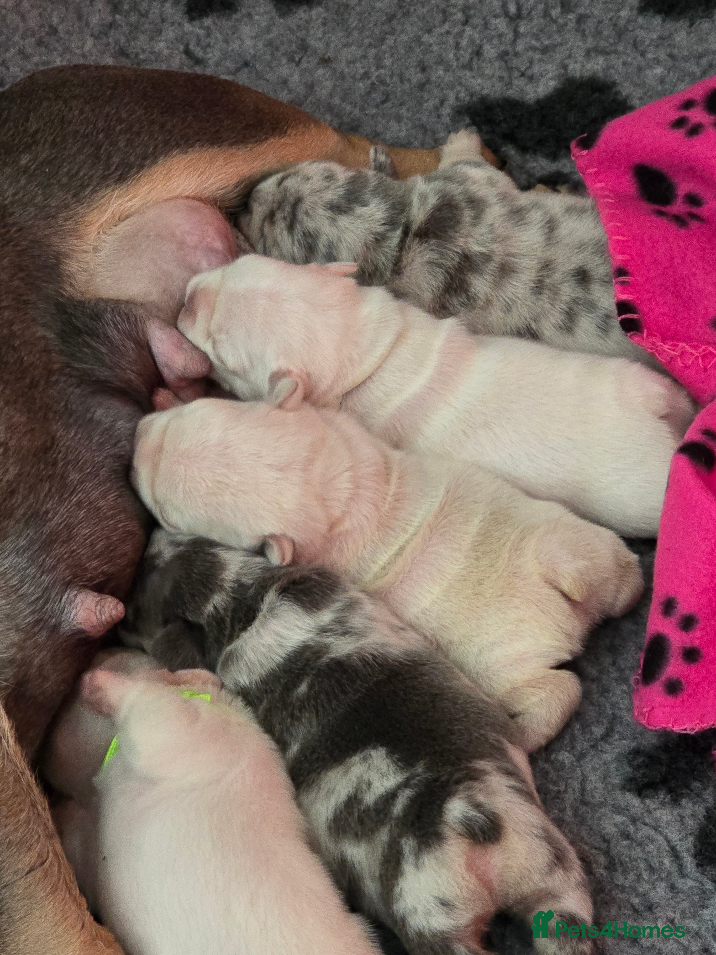 French Bulldog dogs Stunning little of French Bulldog puppies  - Advert 5