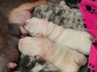 French Bulldog dogs Stunning little of French Bulldog puppies - Advert 16