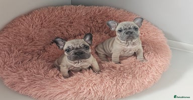 French Bulldog dogs - Advert 7