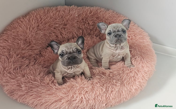 French Bulldog dogs - Advert 1