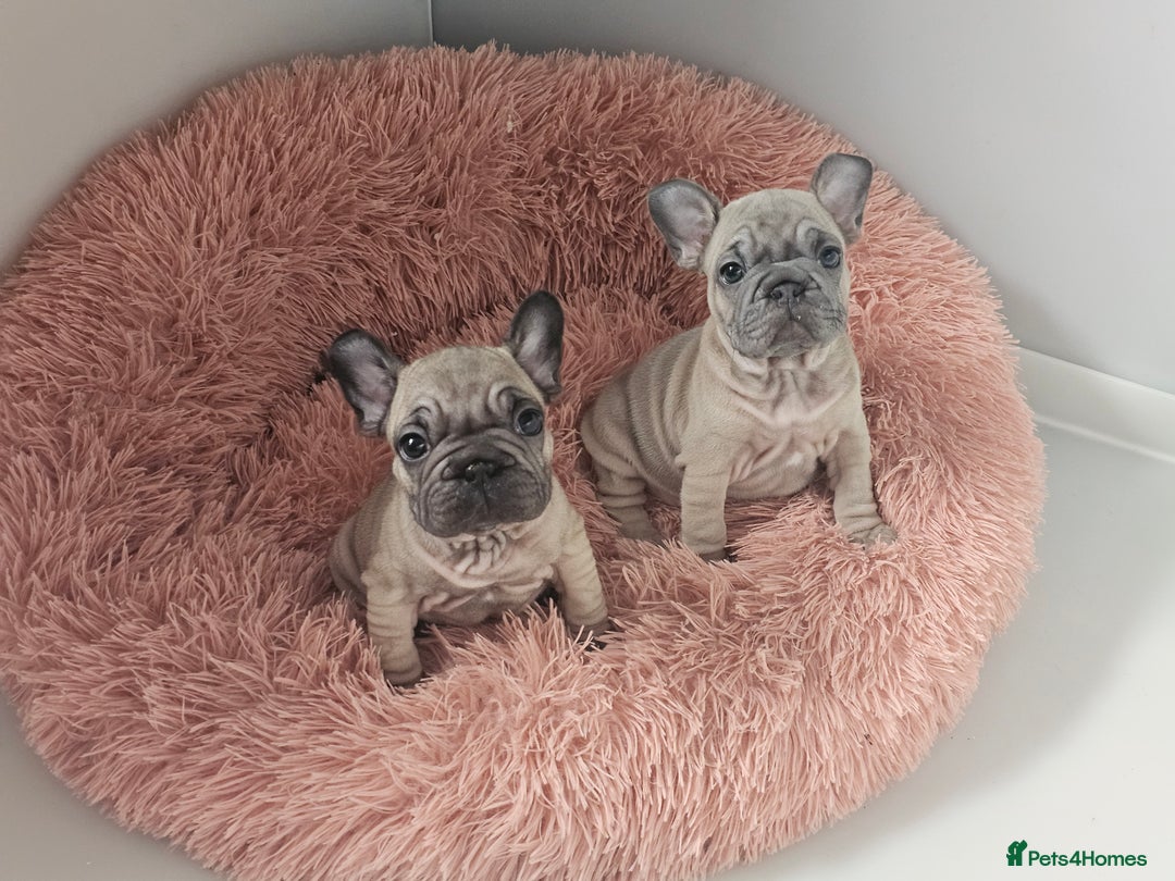 French Bulldog dogs for sale: Beautiful Velvet French Bulldog Puppies - Image 2