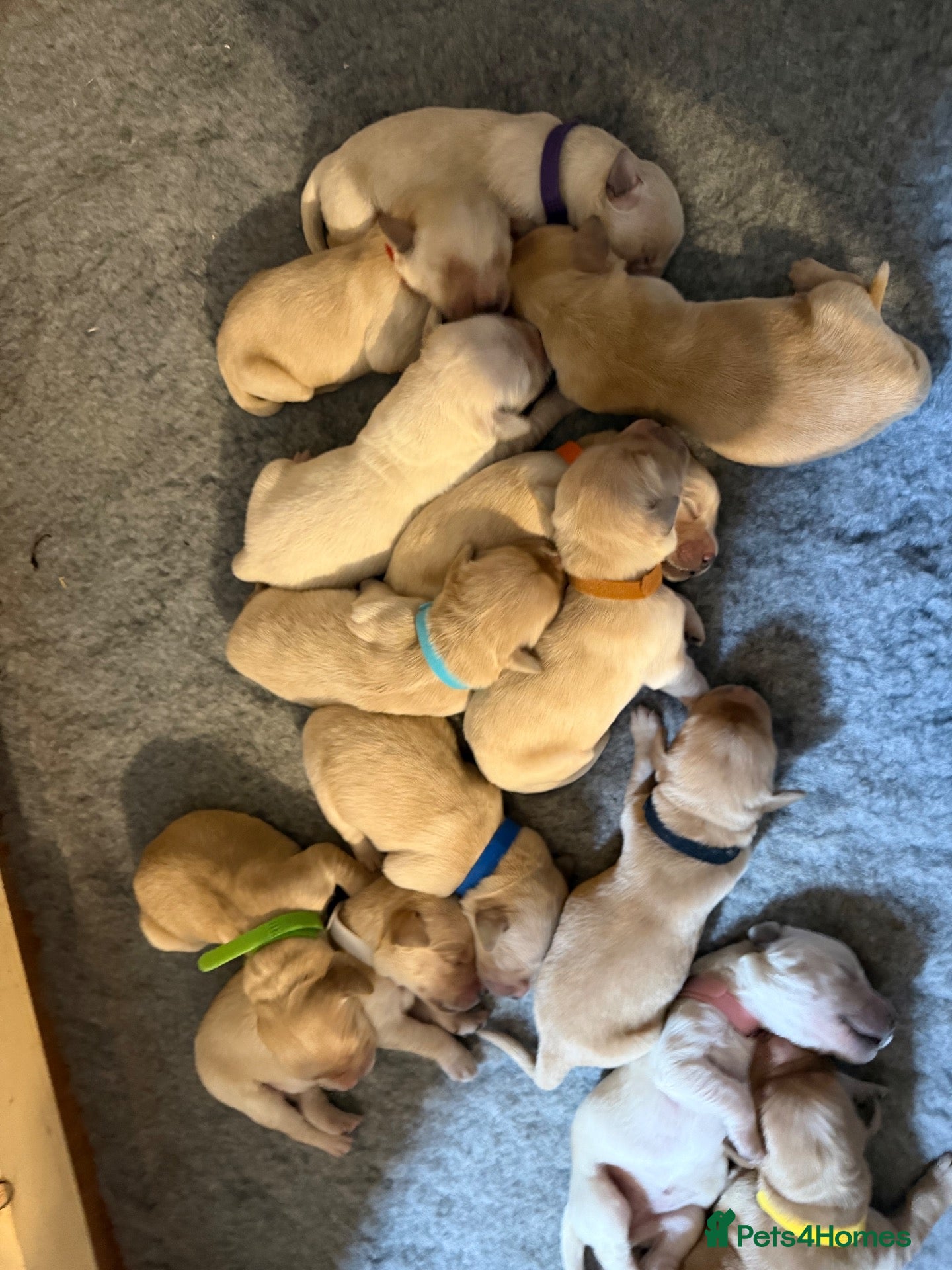 Golden Retriever dogs Exceptionally bred golden Retriever Puppies - Advert 8
